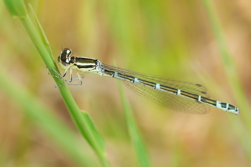 Dainty Damselfly