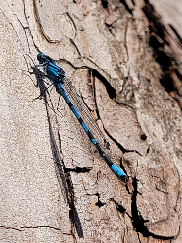 Common Blue Damselfly