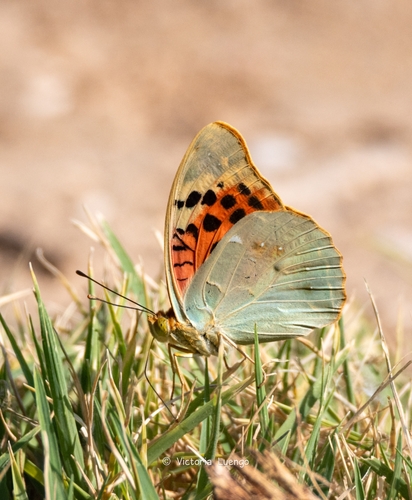 Cardinal Butterfly