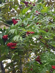 Sorbus sambucifolia