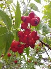 Sorbus sambucifolia