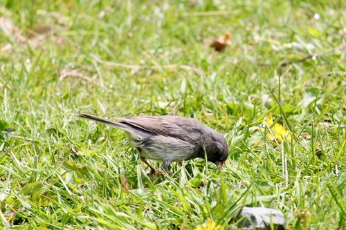 Dark-eyed Junco