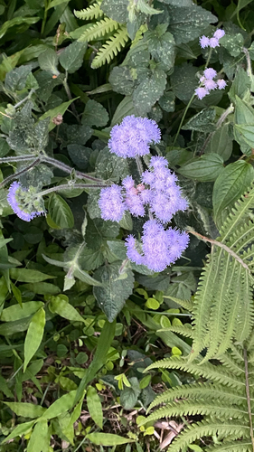 Ageratum houstonianum observed 2026-05-30
