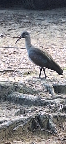 iNaturalist image