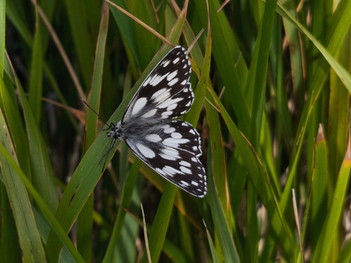 Marbled White