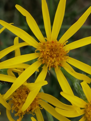 ragwort