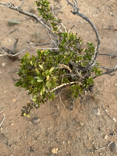 American Tarwort