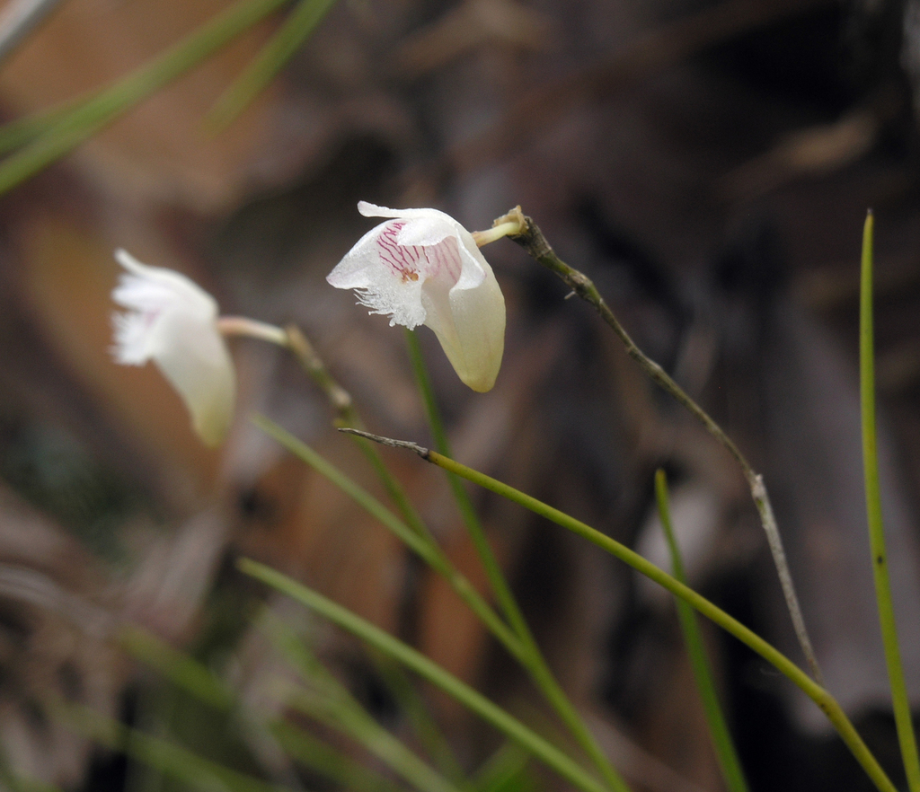 Dendrobium lomatochilum Seidenf. 2
