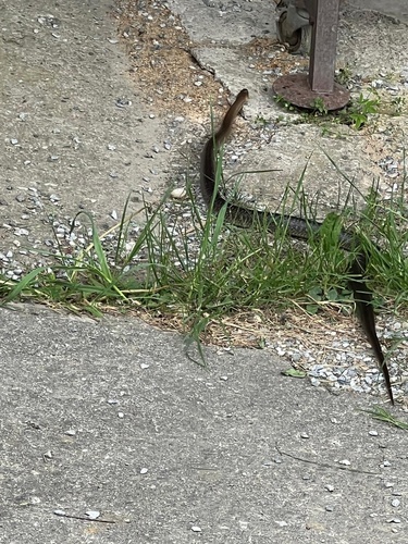 Aesculapian Snake