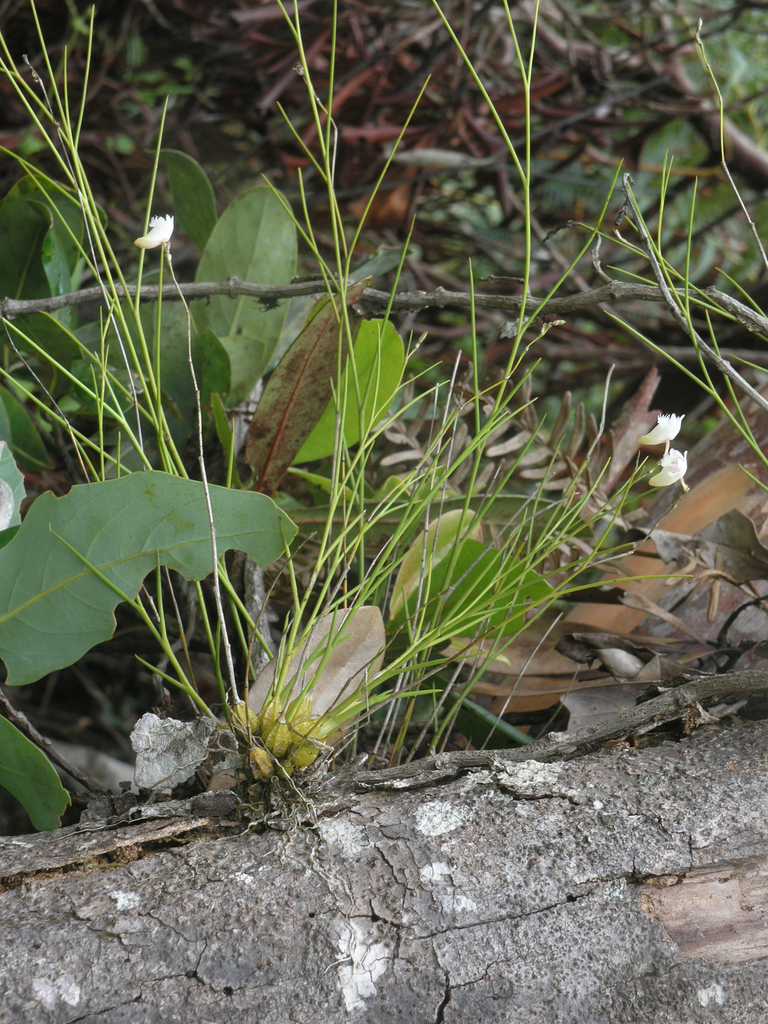 Dendrobium lomatochilum Seidenf. 3