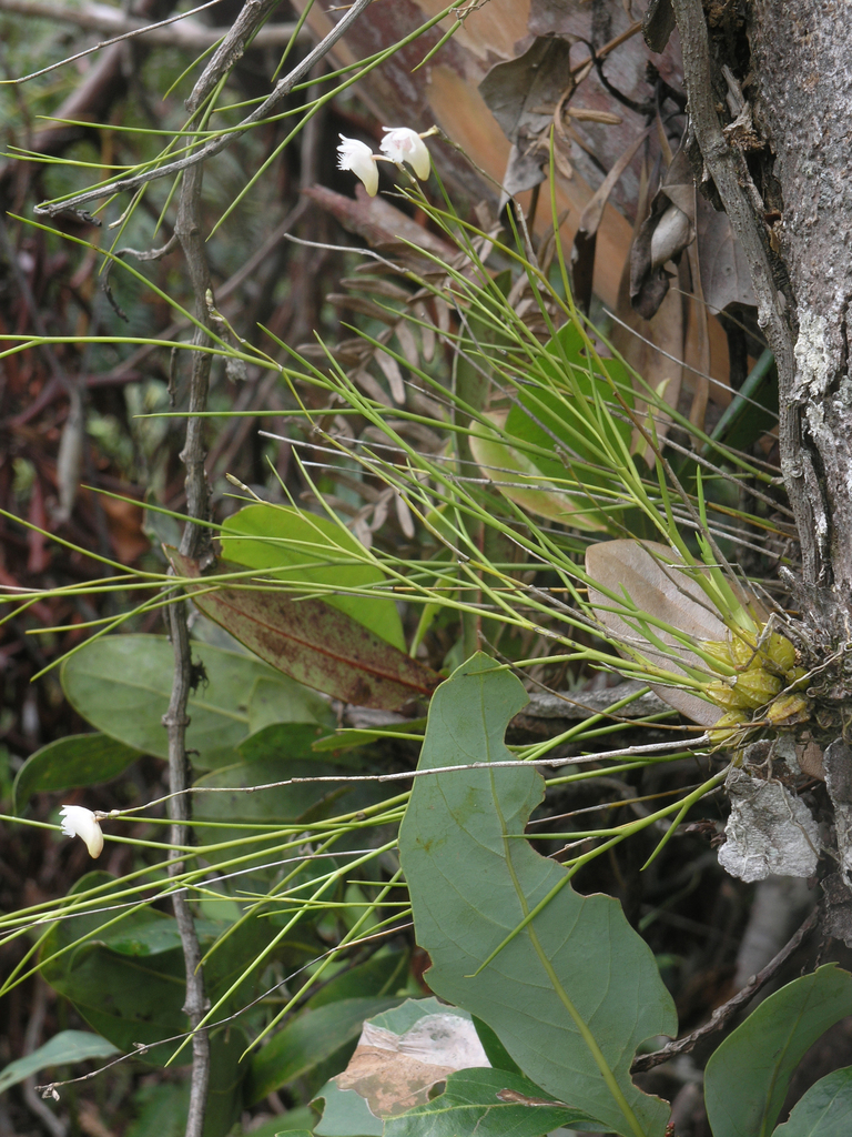 Dendrobium lomatochilum Seidenf. 4