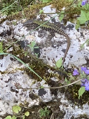 Podarcis muralis