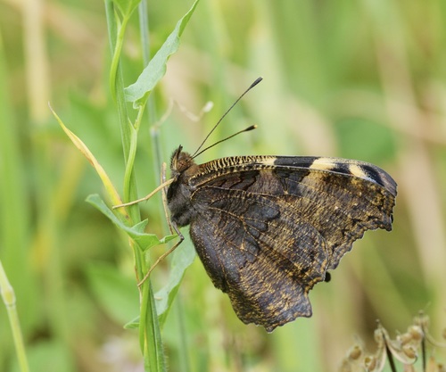 European Peacock Butterfly