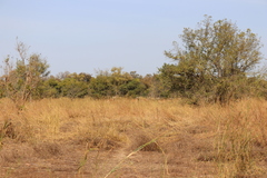 Hippotragus equinus koba