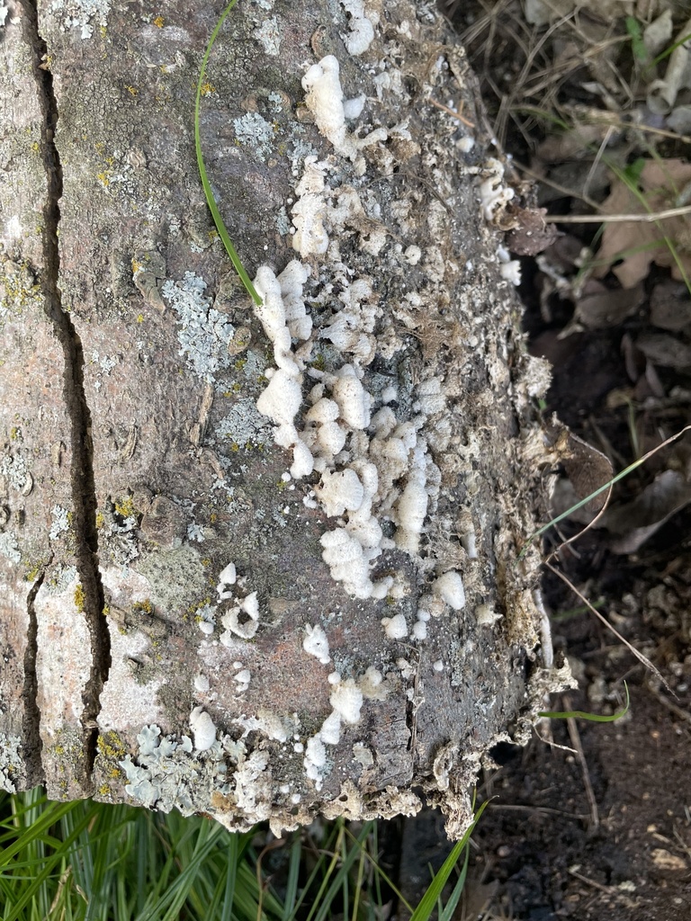splitgill mushroom · May 2026 · photo: Photo: no rights reserved · iNaturalist