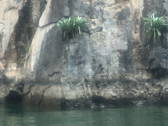 Tillandsia juerg-rutschmannii