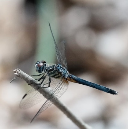 Blue Dasher