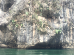 Tillandsia juerg-rutschmannii