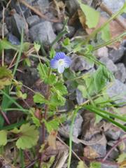 Veronica persica