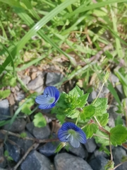 Veronica persica