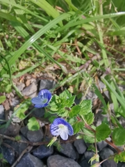 Veronica persica