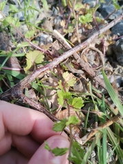 Veronica persica