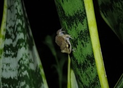 Eleutherodactylus johnstonei