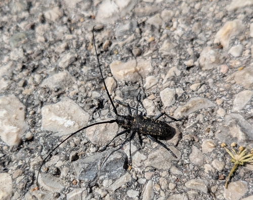 Pine Sawyer Beetle