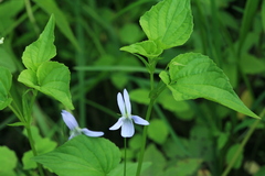 Viola acuminata
