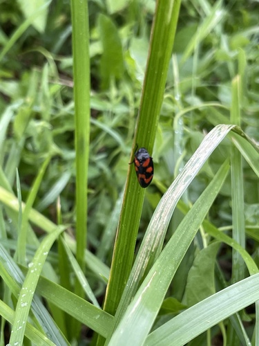 Common Froghopper