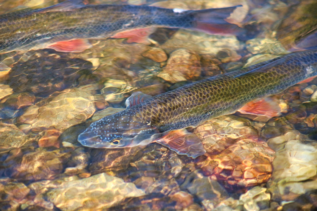 Common nase (Chondrostoma nasus) — Cyprinidae