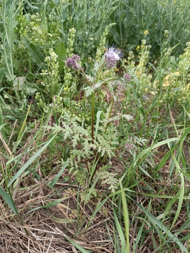 Lacy phacelia