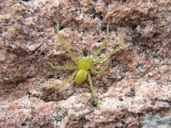 Neosparassus salacius