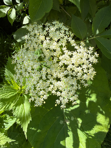 European black elderberry