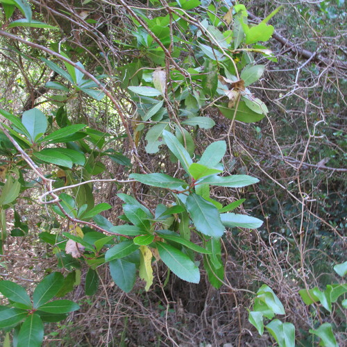 Arbutus unedo