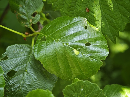 alder vein angle gall, Lisse, Nederland, photo 9 of 10
