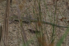 Cnemidophorus lemniscatus