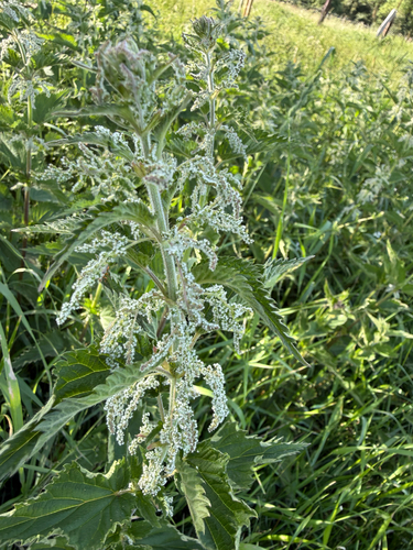 great stinging nettle