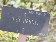 Ilex pernyi