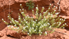 Lepidium fremontii
