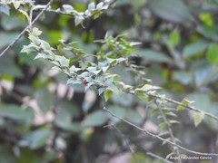 Ilex pernyi