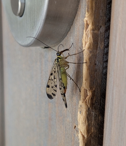 German Scorpionfly