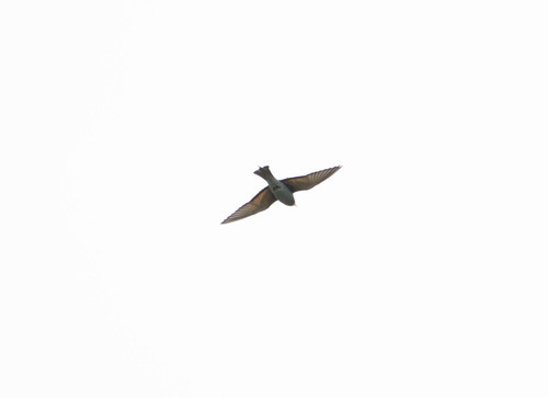 European Bee-eater