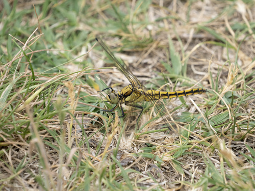 Black-tailed Skimmer