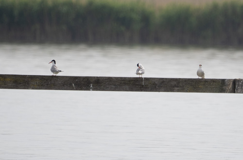 Common Tern
