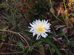 Hypochaeris sessiliflora