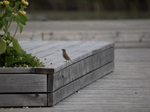 House Sparrow