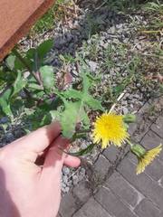 Sonchus