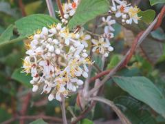 Miconia stenostachya
