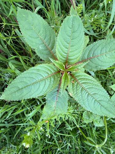 Himalayan balsam